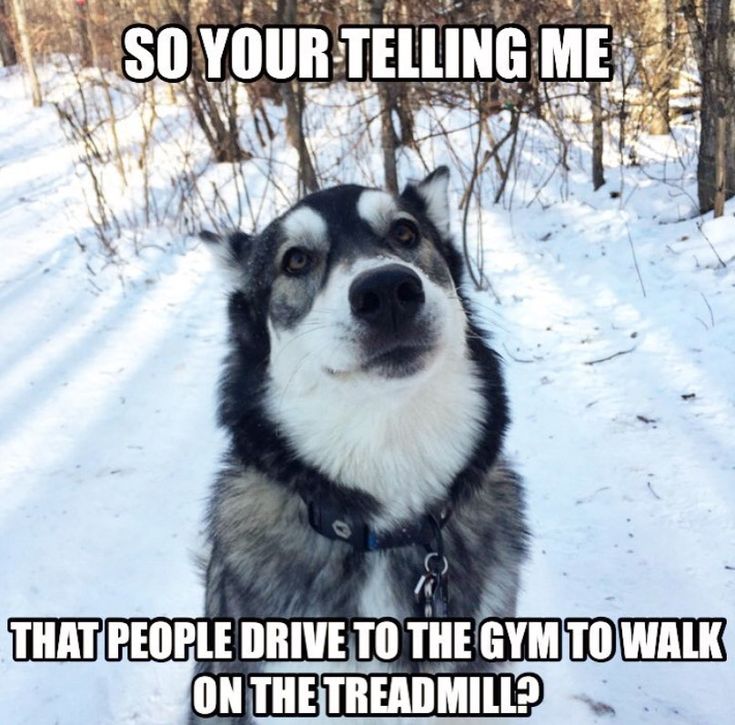 husky meme 2 - Copy