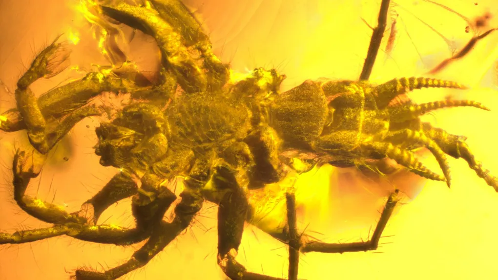 06obs-arachnid2-superjumbo.webp