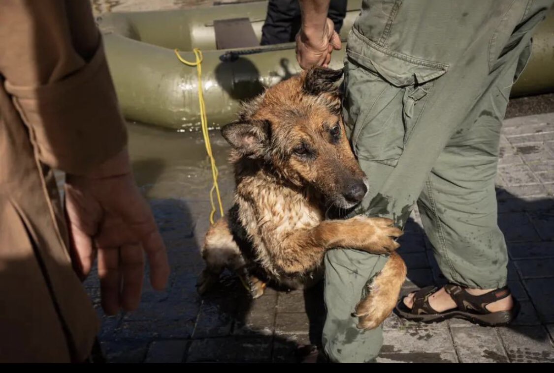 Kakhova Damm Hund gerettet - Copy