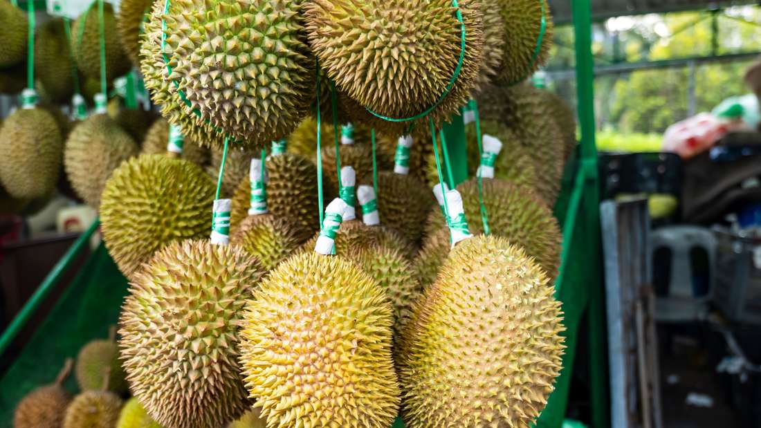 31479788-durian-frucht-stinkfrucht-gasal