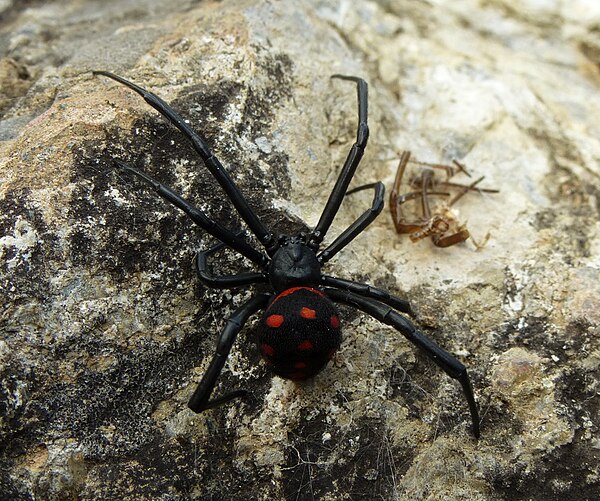 Latrodectus tredecimguttatus habitus