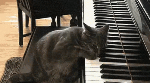 organ cat