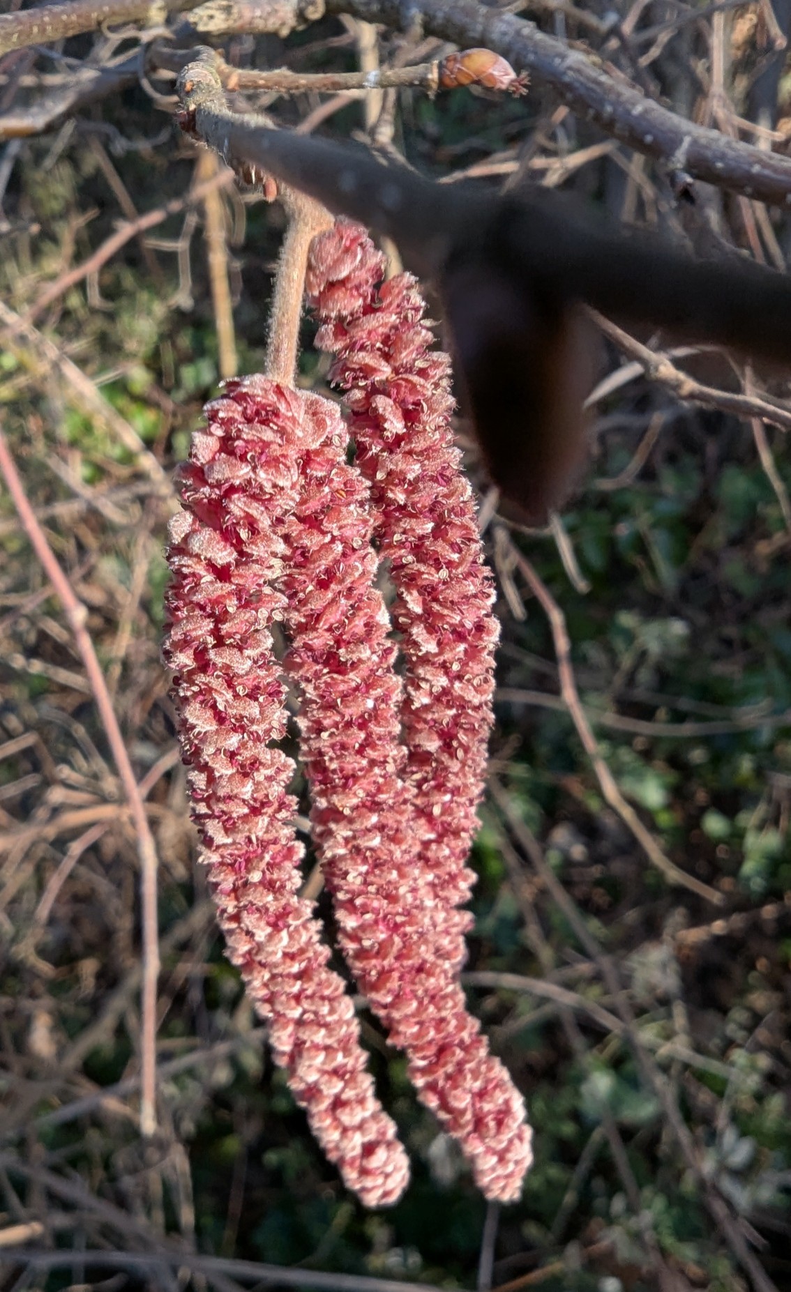 ec253e99-3d68-40ec-b7d0-1032e58cc21b cop