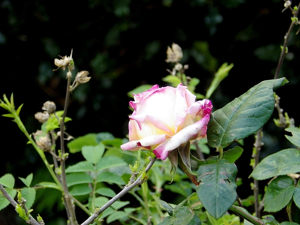 IMGP0883