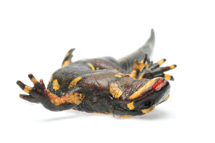 salamanderpest