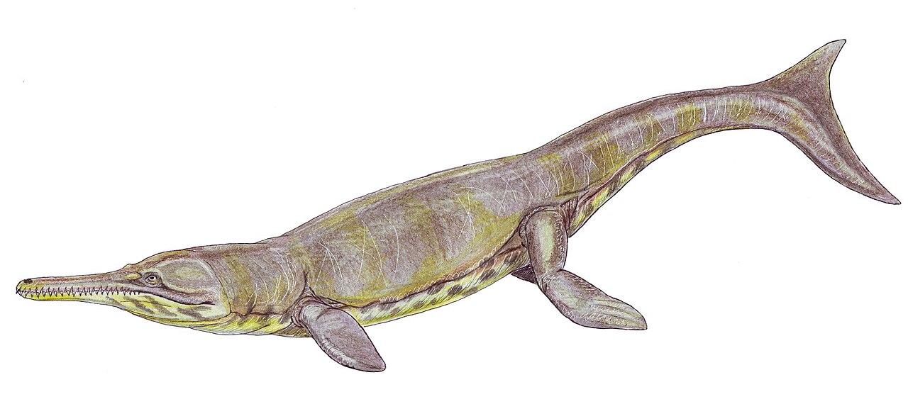 Metriorhynchus superciliosum