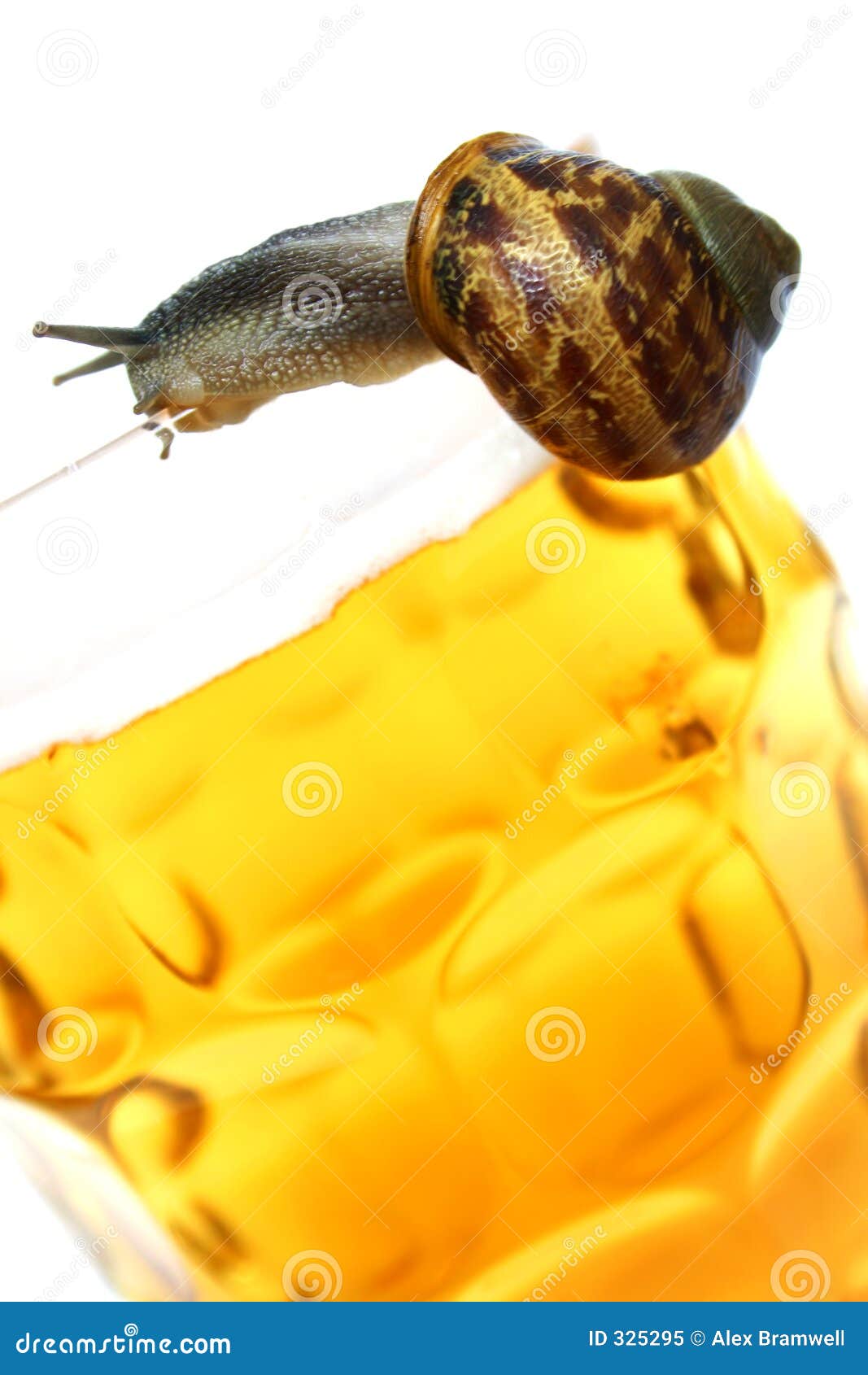 schnecke-auf-bier-325295