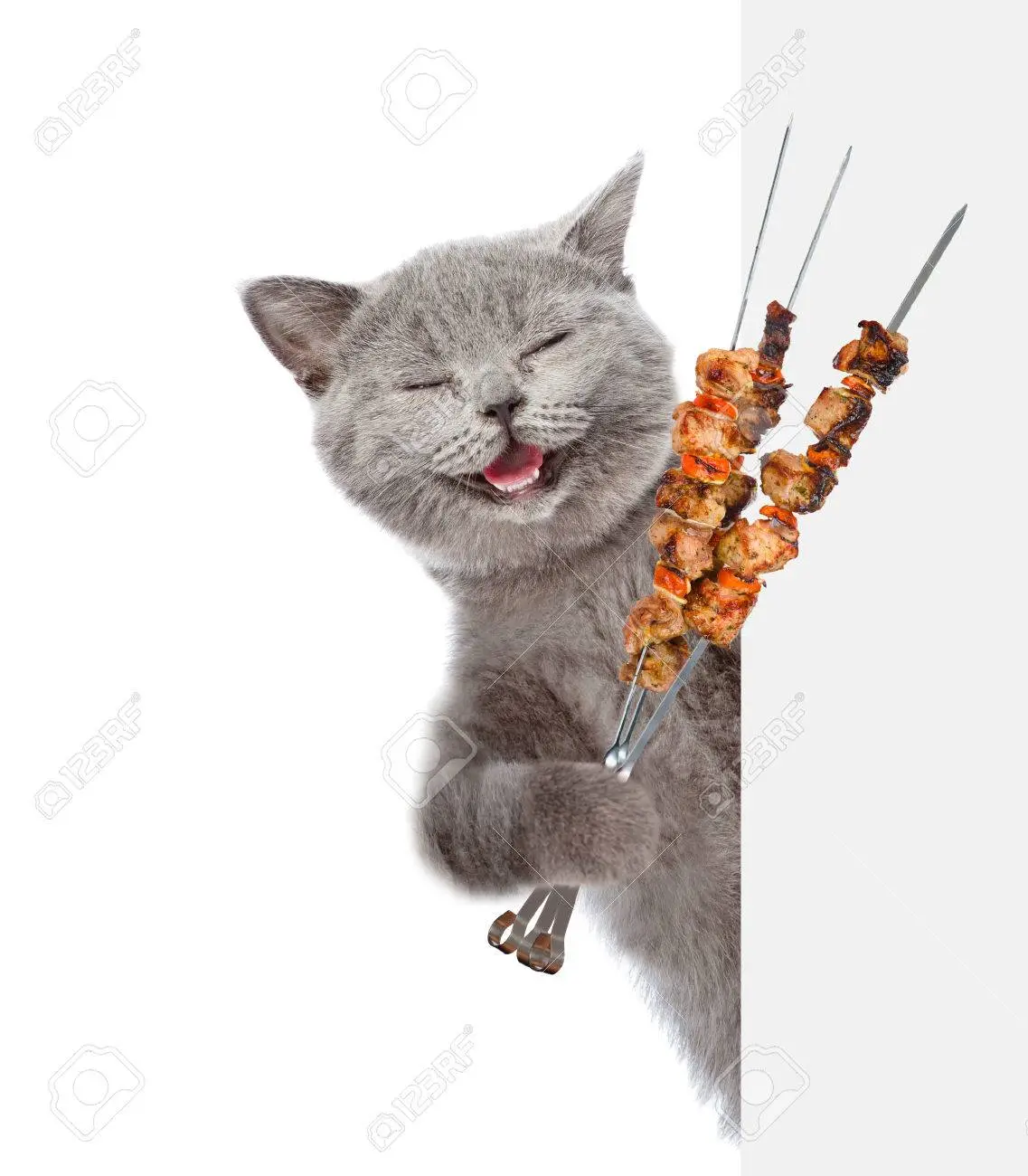 70950923-katze-mit-gegrilltem-fleisch-au.webp