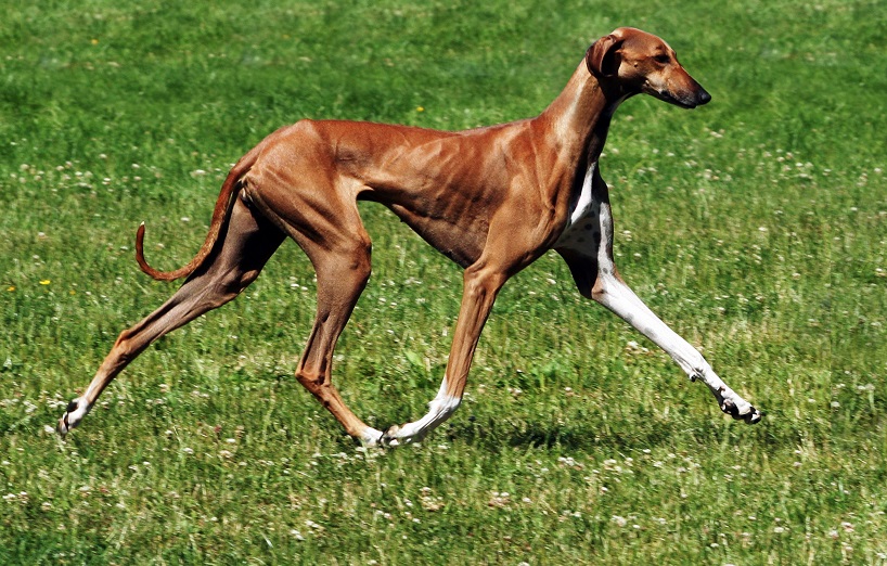 azawakh-windhund2-full-818x522