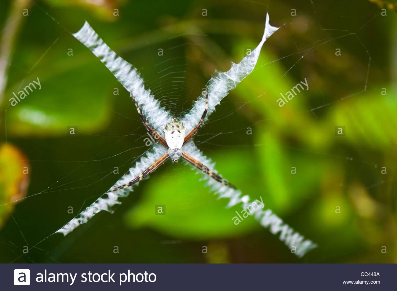 silberne-spinne-wespenspinne-argiope-arg