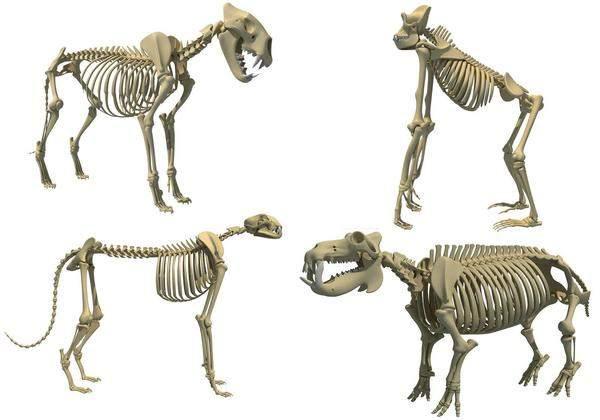 txcedap4klhb7 animal-skeleton-3d-models-