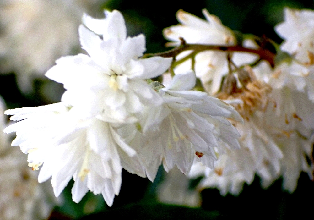 IMGP0958