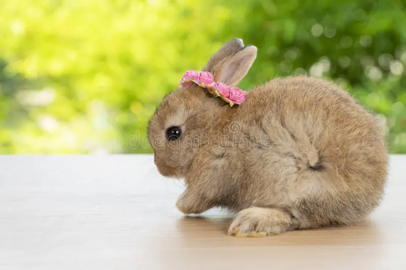 braun-baby-hase-mit-rosen-aus-weiem-und-.webp