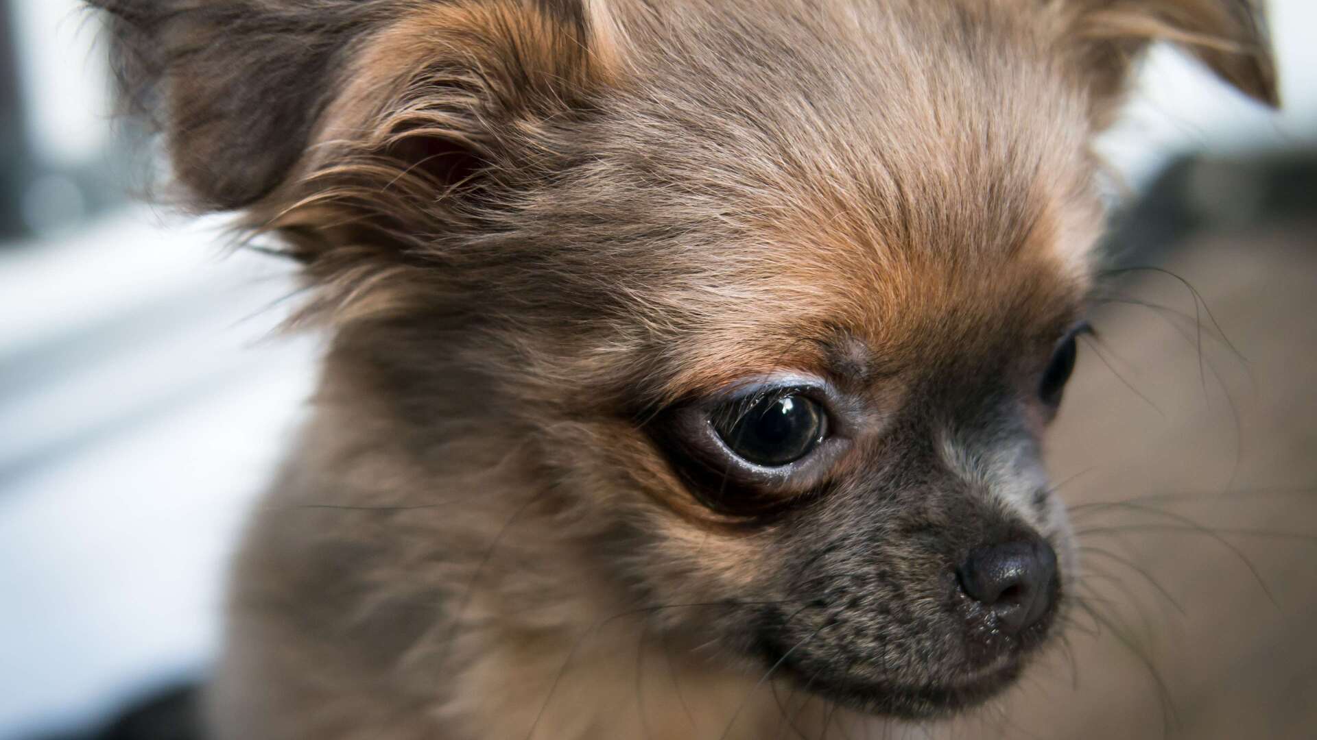 1920x1080-557369-baby-chihuahua