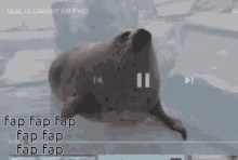seal-seal-fap