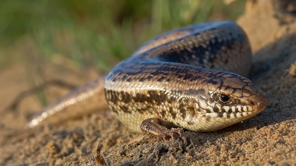 gefleckter-walzenskink.webp