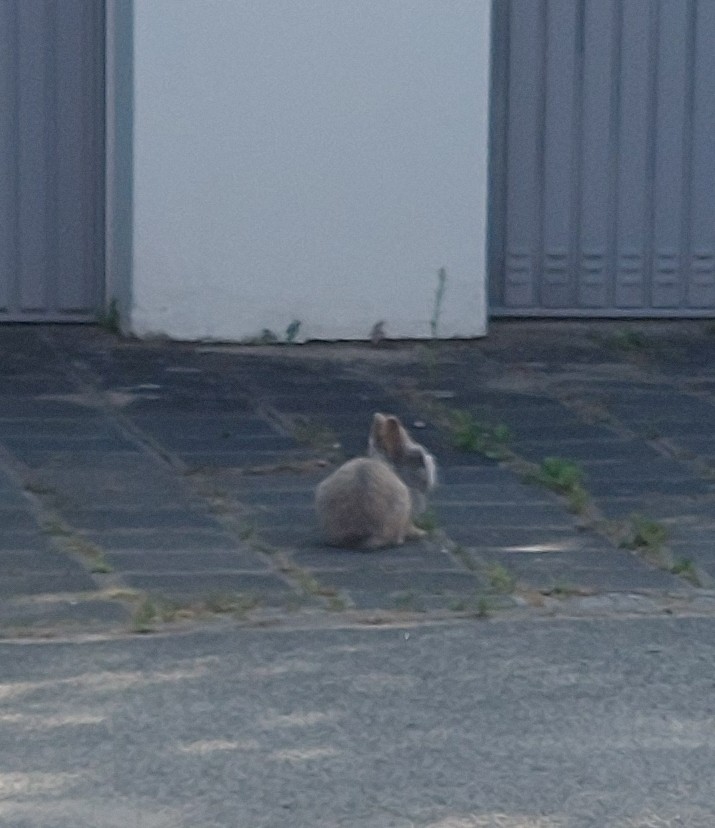 Radtour Kaninchen