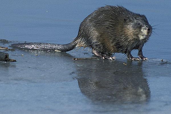 Bisamratte auf Strand