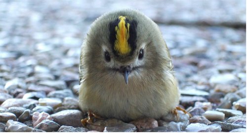 csm Wintergoldhaehnchen flach Tim Schnee