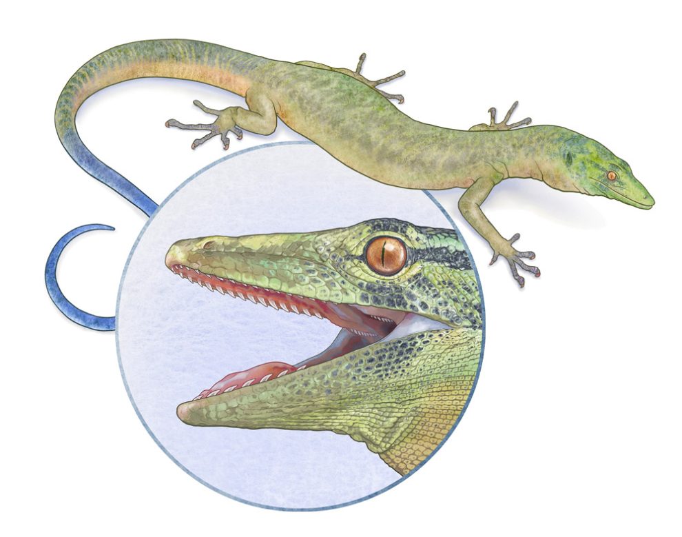mosaikreptil2g-990x779