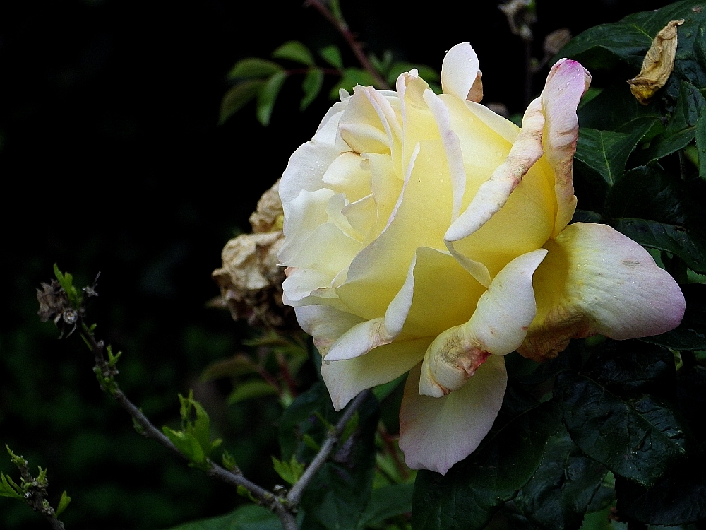 IMGP0903