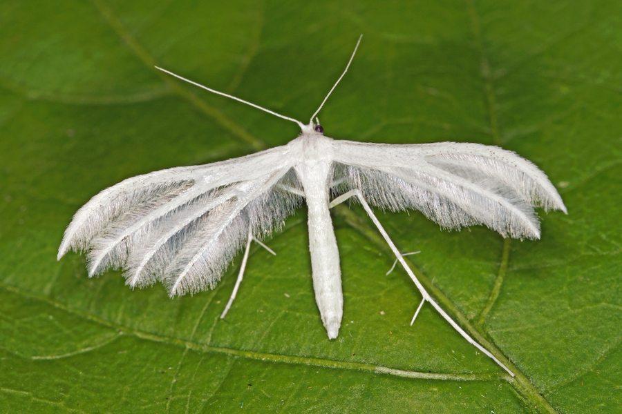 Pterophorus pentadactyla 24-08-2017