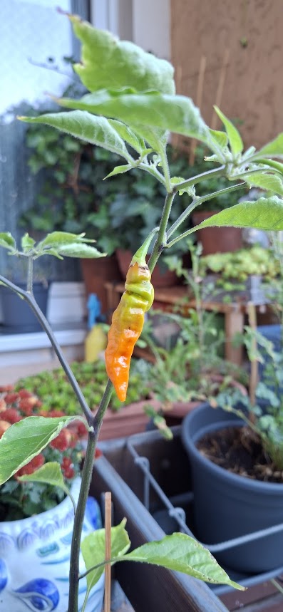 Chili2