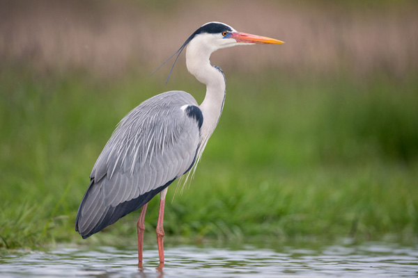 ardea cinerea 140419 0836