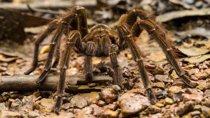 Theraphosa-blondi