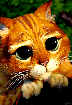 Kater