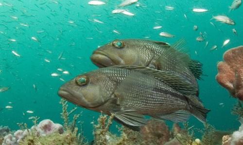 Black Sea Bass page image