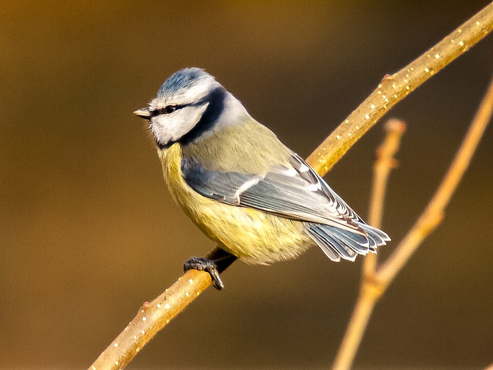 960px-Blaumeise 28529 283421023973329