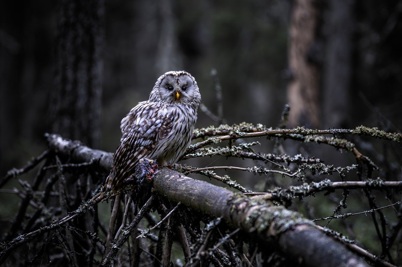 ural-owl-8418249 1280