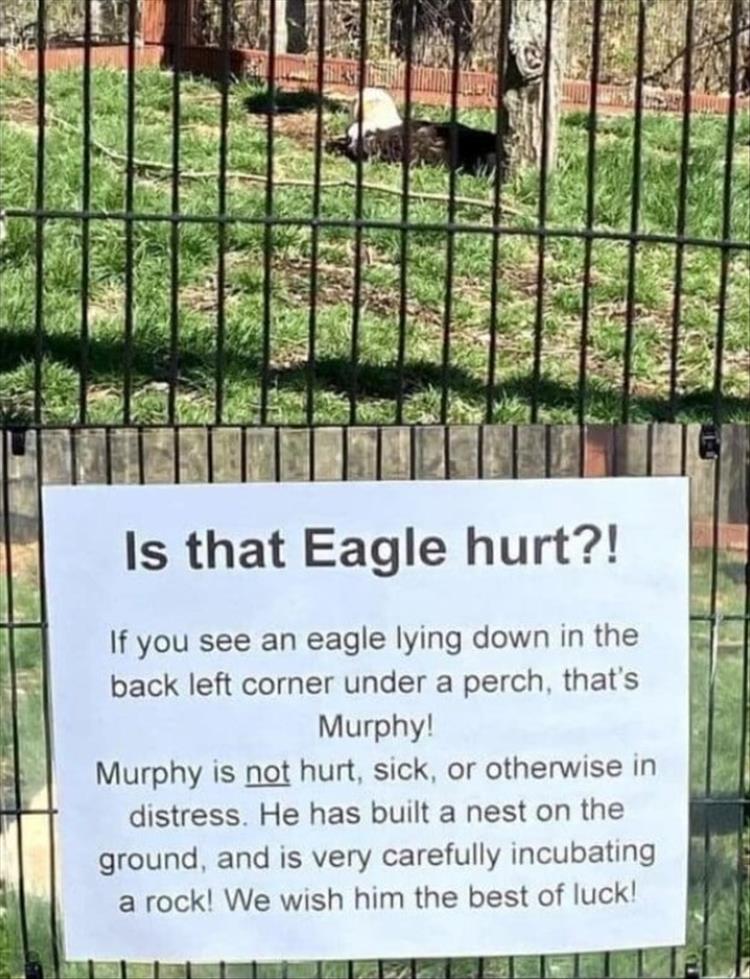 murphy