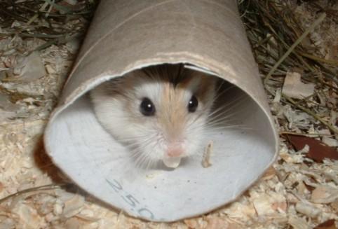 klo hamster