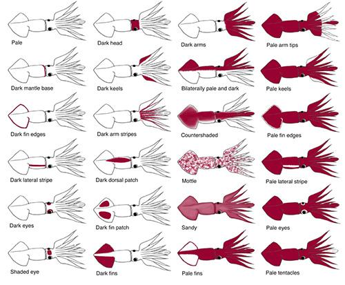 squid-pattern-array-500