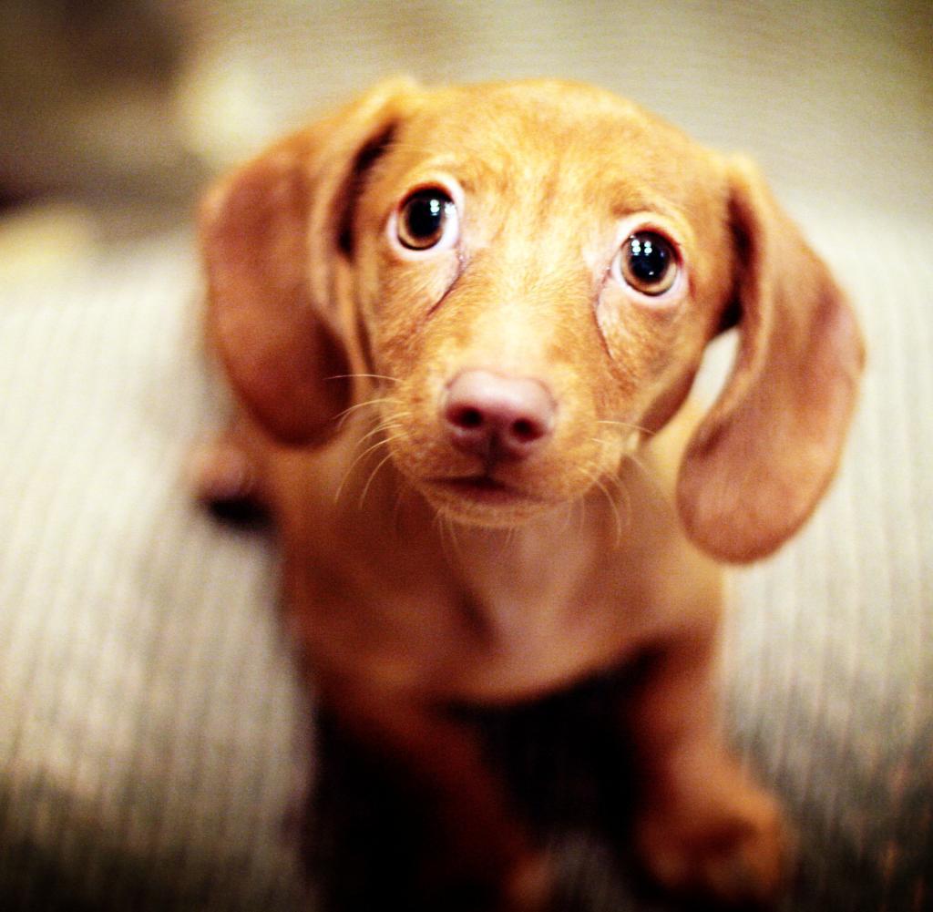 miniature-dachshund-puppy-sad-puppy-dog-