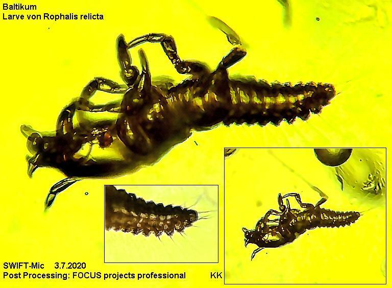 Rophalis relicta-comb