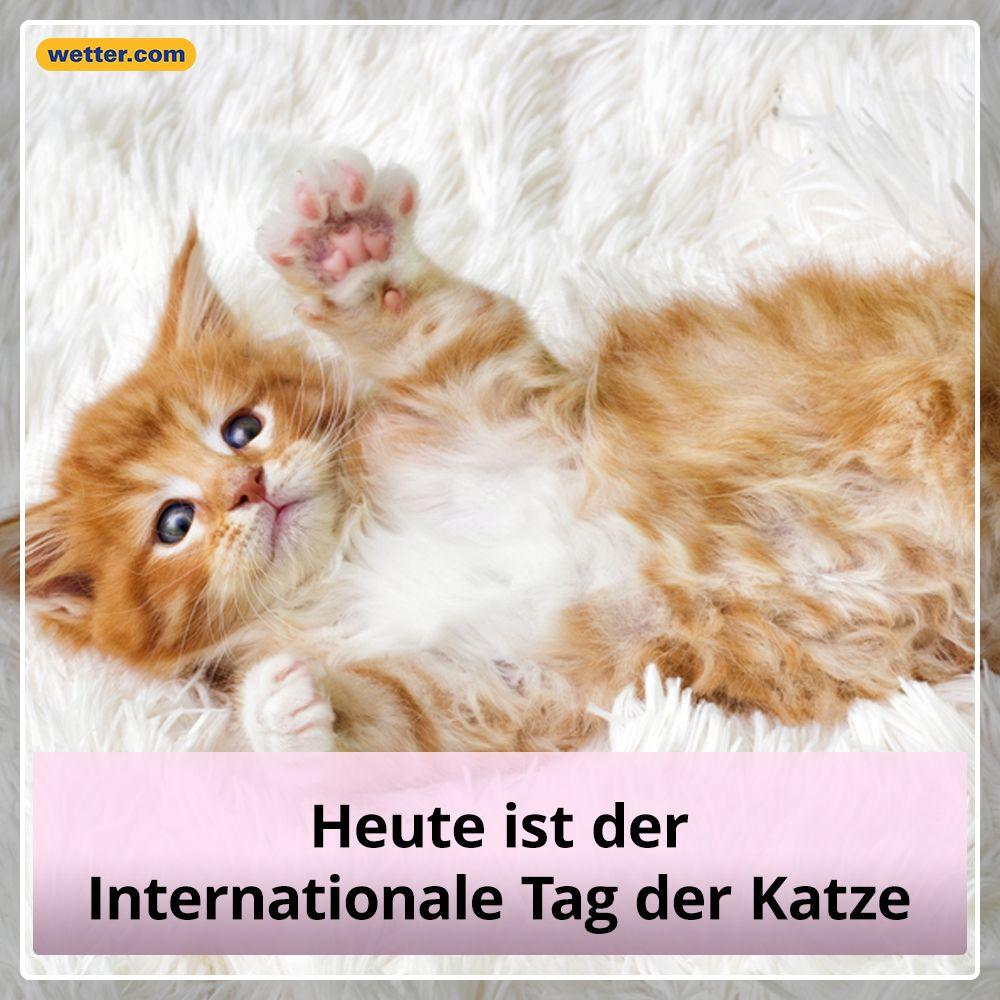 Weltkatzentag