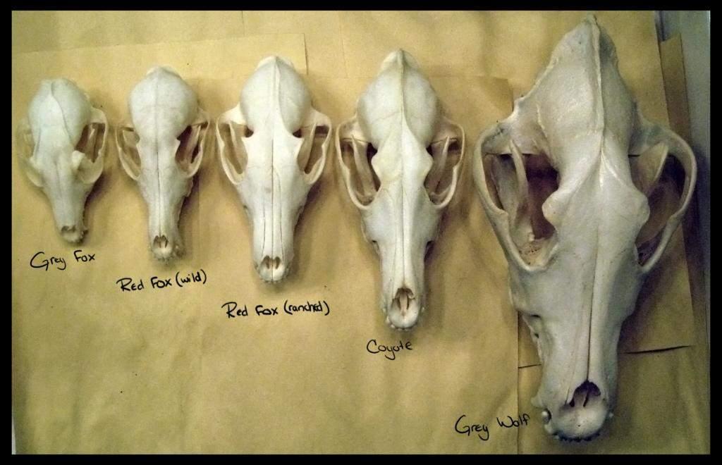k04pb5vzcnkn t7e7e39 Canine Skulls by Sk