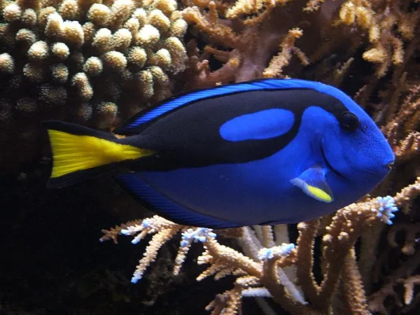 11 blue surgeonfish 3289 13 600.webp