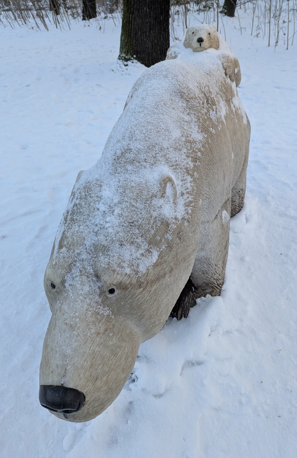 6bccb862-17a9-4ecc-9036-ba70921ebeb0 cop