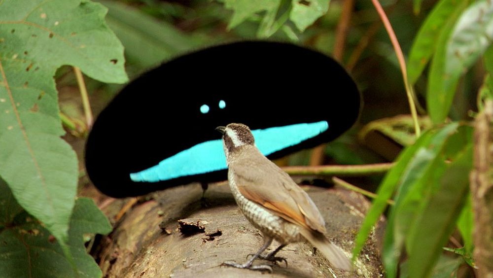 superb-bird-of-paradise-26