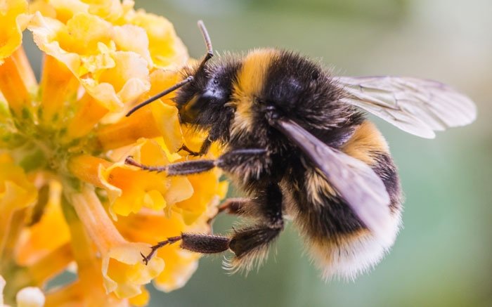 Bienen-in-der-Schweiz Grosse-Erdhummel