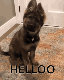 dog-hello