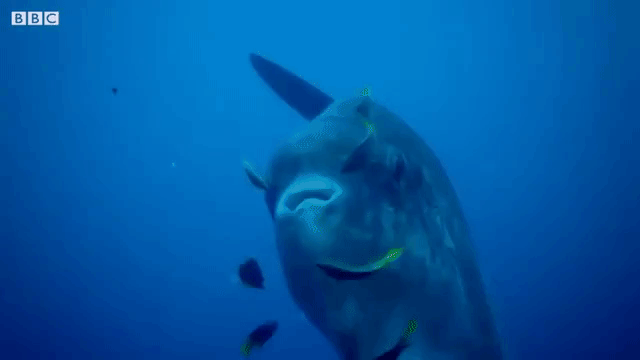 Ocean-Sunfish-Cleaning