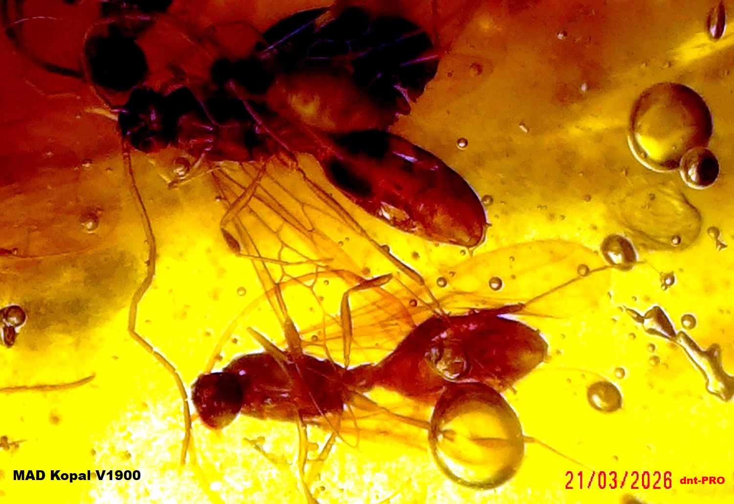 2026 0321 205229 002