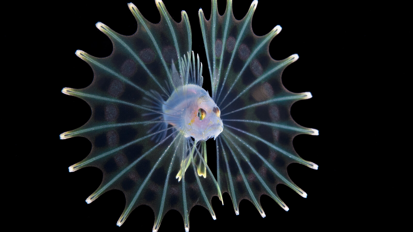 merlin 185715771 5d52a30f-5a7c-49e9-b809