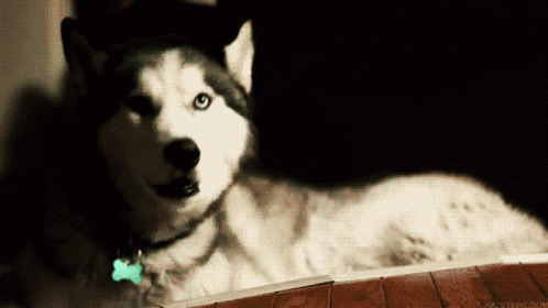husky sib - Copy