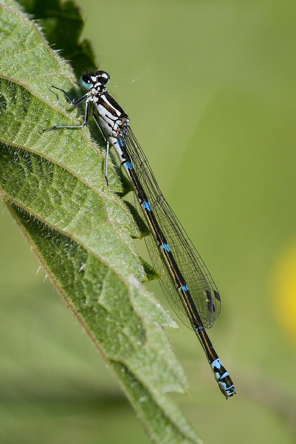 960px-Coenagrion pulchellum 528loz29